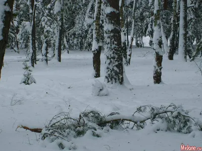 Утро в зимнем лесу: Конкурс «Сказочная зима»: Конкурсы