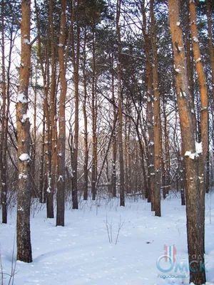 Сосны в зимнем лесу