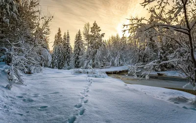 Красивый зимний лес - Creative Photos for Business and Human Development