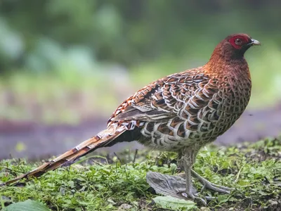 Фазан: интересные факты – 7 Фактов про птицу фазана