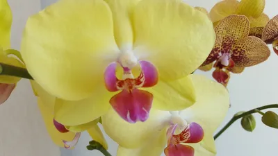 Сорта фаленопсисов: Лаймлайт, Легато, Легенда, Леди Мармелад, фото и  описание орхидеи