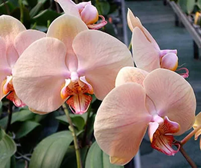 Орхидея фаленопсис леди мармелад (56 фото) - фото - картинки и рисунки:  скачать бесплатно