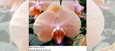 Орхидея фаленопсис Venus/Леди Мармелад купить в Елизово | Товары для дома и  дачи | Авито