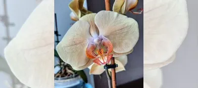Орхидея фаленопсис Леди Мармелад купить в Барнауле | Товары для дома и дачи  | Авито
