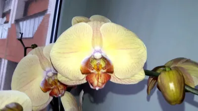 Сорта фаленопсисов: Лаймлайт, Легато, Легенда, Леди Мармелад, фото и  описание орхидеи