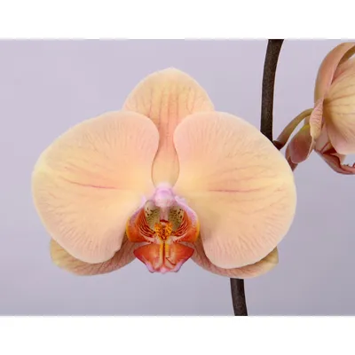 Schmetterlingsorchidee \"Lady Marmelade\" Höhe ca. 55 cm Topf-Ø ca. 12 cm  kaufen bei OBI