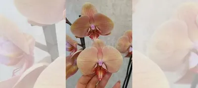 Орхидея фаленопсис Леди Мармелад бронь купить в Смоленске | Товары для дома  и дачи | Авито