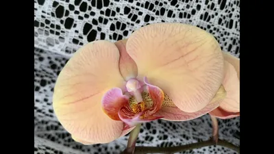 Новая орхидея Phal. Jinbao Venus - подарок к 8 марта. Это Леди Мармелад? -  YouTube