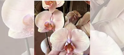 Орхидея фаленопсис Леди мармелад купить в Старом Осколе | Товары для дома и  дачи | Авито
