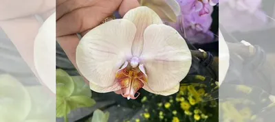 Орхидея леди мармелад отцветает купить в Санкт-Петербурге | Товары для дома  и дачи | Авито