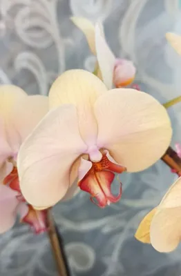 Продам орхидею Леди Мармелад: 385 грн. - Комнатные растения Солнечное на Olx
