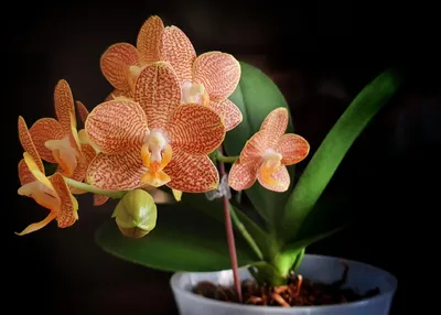 Все вопросы о цветении орхидей | Олесечкины сказки | Дзен