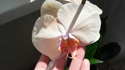 Орхидея в бокале.Леди Мармелад.Подарок мужа на 30 лет.Её первое домашнее  цветение. - YouTube