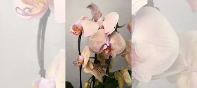 Орхидея Леди Мармелад на каскаде купить в Санкт-Петербурге | Товары для  дома и дачи | Авито