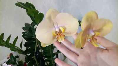 Орхидея Африканский Закат (Карина): фото, описание сорта + уход