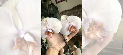 Орхидея Каскад Леди Мармелад отцветает купить в Санкт-Петербурге | Товары  для дома и дачи | Авито