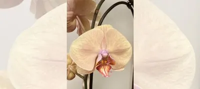 Орхидея леди мармелад купить в Воронеже | Товары для дома и дачи | Авито