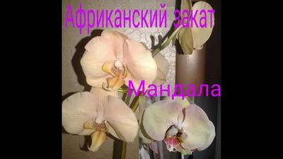 Орхидеи Мандала,Африканский закат и немного красоты❤ - YouTube