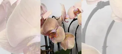 Под заказ. Орхидея Леди Мармелад купить в Санкт-Петербурге | Товары для  дома и дачи | Авито