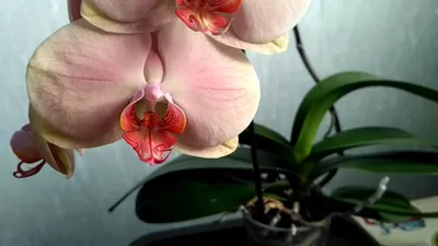 Орхидея \"Леди Мармелад\". - YouTube