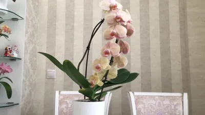 Орхидея фаленопсис леди мармелад (56 фото) - фото - картинки и рисунки:  скачать бесплатно