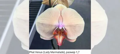 Орхидея фаленопсис Леди Мармелад купить в Ярославле | Товары для дома и  дачи | Авито