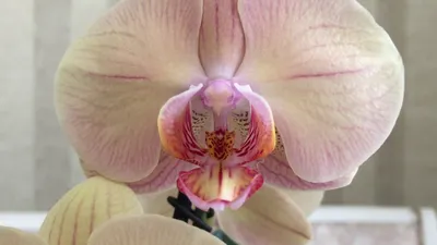 Орхидея Леди Мармелад полный роспуск на дуге) - YouTube
