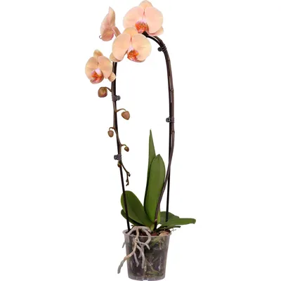 Schmetterlingsorchidee \"Lady Marmelade\" Höhe ca. 55 cm Topf-Ø ca. 12 cm  kaufen bei OBI