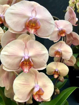 Phalenopsis 'Marmalade', orchid – The Frustrated Gardener