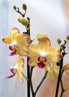 Орхидея Фаленопсис Попугай 2 ст купить в Москве с доставкой | Магазин  растений Bloom Story (Блум Стори)