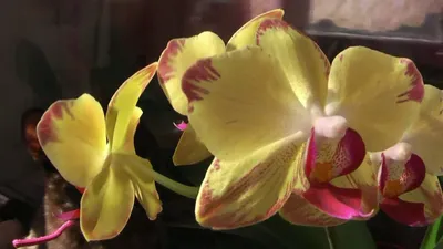 Распустилась орхидея Попугай Pappagayo к 8 Марта ❁ Orchid blooms ❁ кошка  бодает орхидею ㋛ - YouTube
