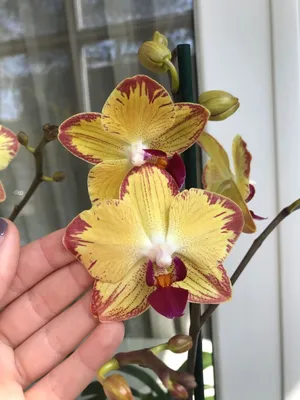 Breezes попугай phalaenopsis orchid | Orchids, Phalaenopsis orchid, Garden  inspiration