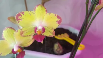 Орхидея фаленопсис Попугай | Всё об Орхидеях