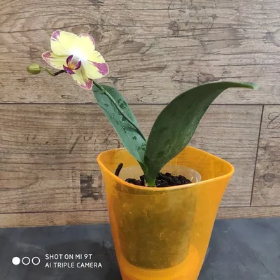 Молодая орхидея фаленопсис Попугай: 180 грн. - Комнатные растения Львов на  Olx