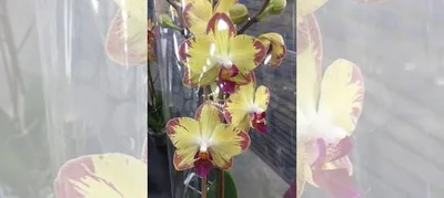 Орхидея Попугай (Phalaenopsis Papagayo) цветущая купить в Москве | Товары  для дома и дачи | Авито