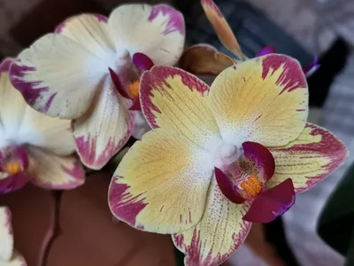 Орхидея Фаленопсис Попугай Phalaenopsis \"Papagayo\" | Татьяна Степанова |  Дзен