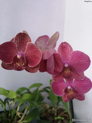 Орхидея Фаленопсис - «Орхидея фаленопсис. Уход за личной коллекцией.» |  отзывы