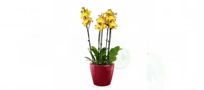 Орхидея Фаленопсис Попугай в Lechuza Classico LS 2 купить в Москве | Товары  для дома и дачи | Авито