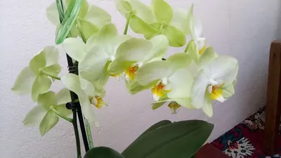 Сорта фаленопсисов: Леонтина, Лимонная, Льюис Берри, Льюис Сакура и каждая  орхидея с фото