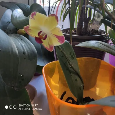 Молодая орхидея фаленопсис Попугай: 180 грн. - Комнатные растения Львов на  Olx