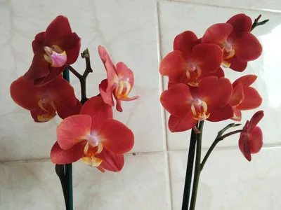 Только продажа орхидей :: Сибмама - о семье, беременности и детях