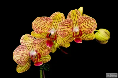 Орхидеи от 3000-и все для них - Страница 130 - Цветочный базар - Все Вместе  - Страница 130