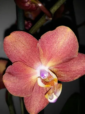 20шт редкий попугай орхидея цветочные семена сад растение семена балкон  бонсай декор купить недорого — выгодные цены, бесплатная доставка, реальные  отзывы с фото — Joom