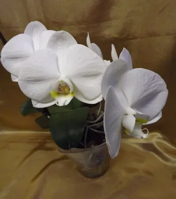 Орхидея-Фаленопсис: записи сообщества | ВКонтакте