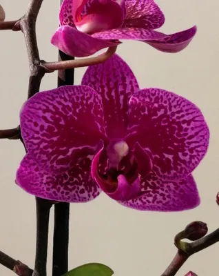 Орхидея Фаленопсис - «Взрыв эмоций. Реальные советы как выжить. И полный  разбор ошибок с признанием вины.Любите свои цветочки!!!» | отзывы