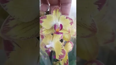 Орхидея попугай - 38 фото