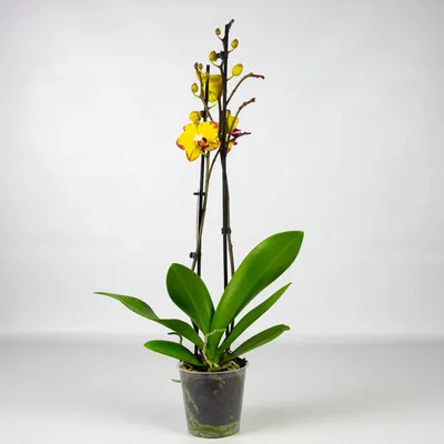 Желтая орхидея купить