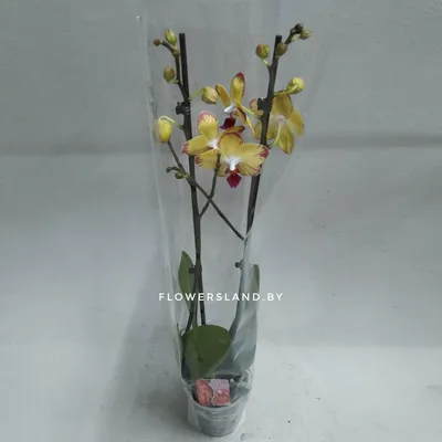 Фаленопсис 'Попугай' | купить на FlowersLand.by