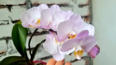Dtps. Liu's Sakura KF 4N Цветение орхидеи, японская Сакура Удивительные  цветы зефирное облако - YouTube