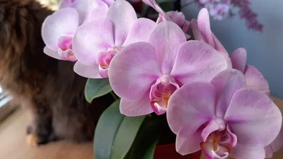 Orchidee | Orchid | Phalaenopsis | Two of us Sakura | Orchideen Klusmann |  Orchideen, Sakura, Blumen